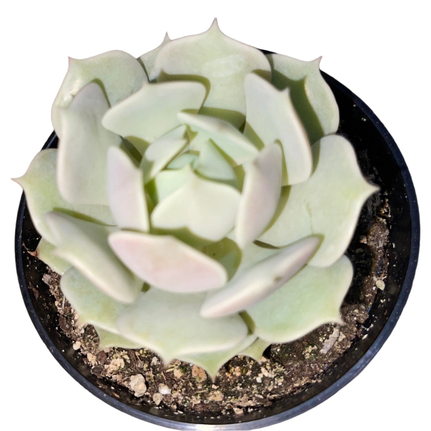 Echeveria - Lola