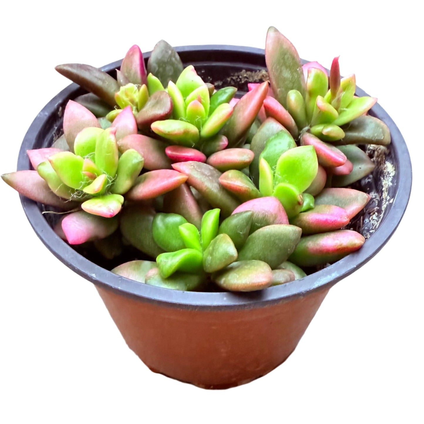 Anacampseros telephiastrum f. variegatum - Sunrise-SEAH