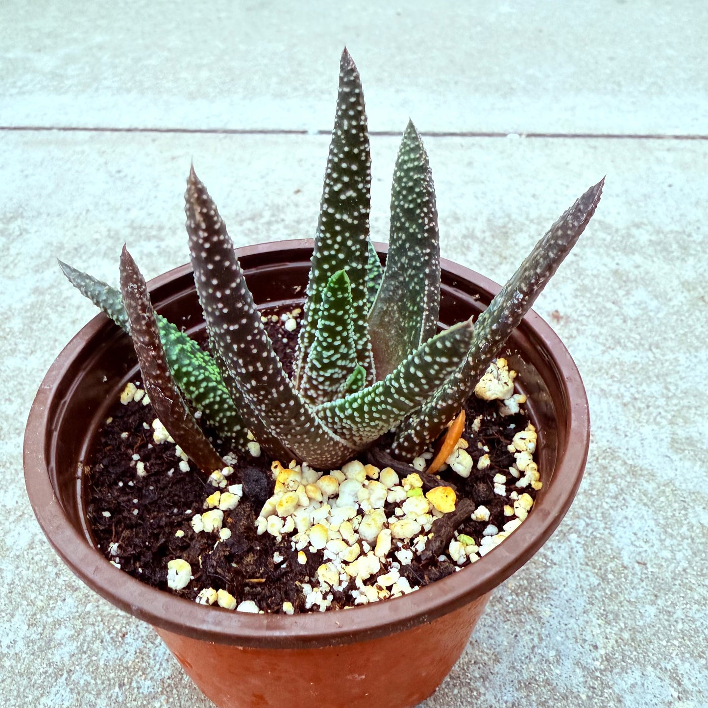 Gasteraloe - Royal Highness