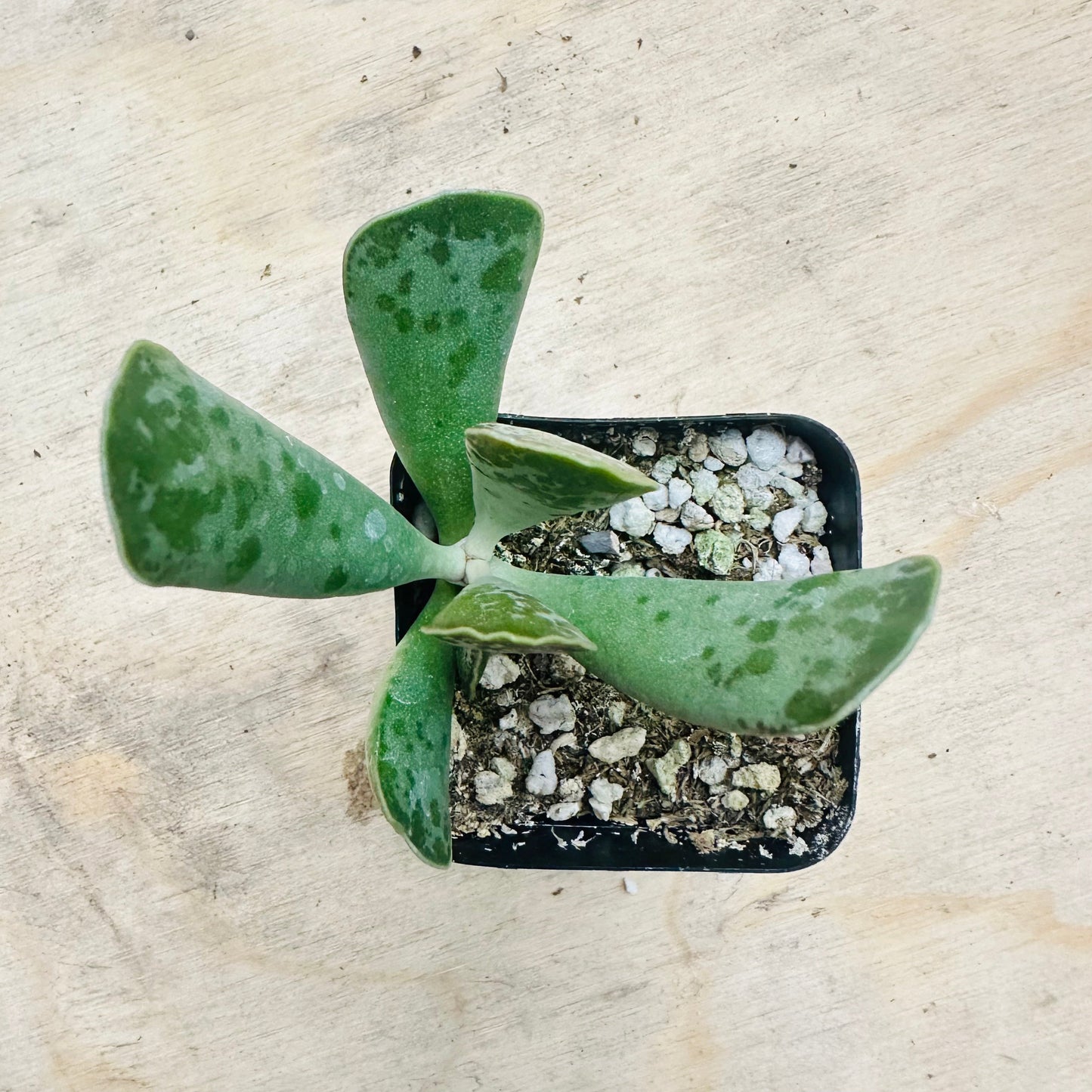Adromischus cooperi - Plover Eggs
