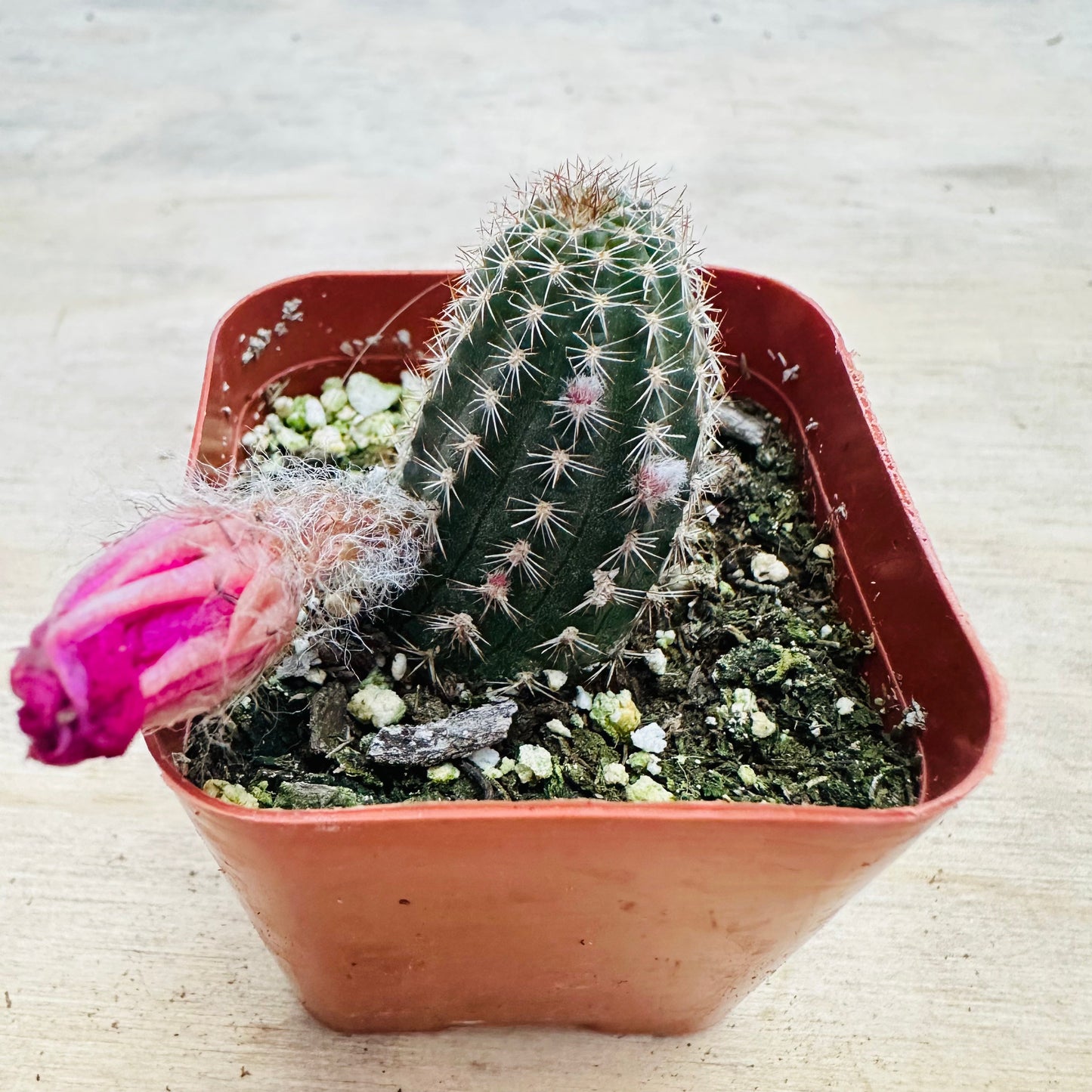 Echinopsis- Rose Quartz