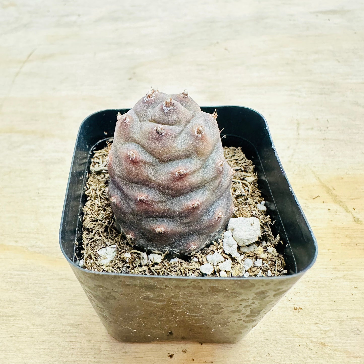 Tephrocactus articulatus var. inermis - Pine Cone Cactus