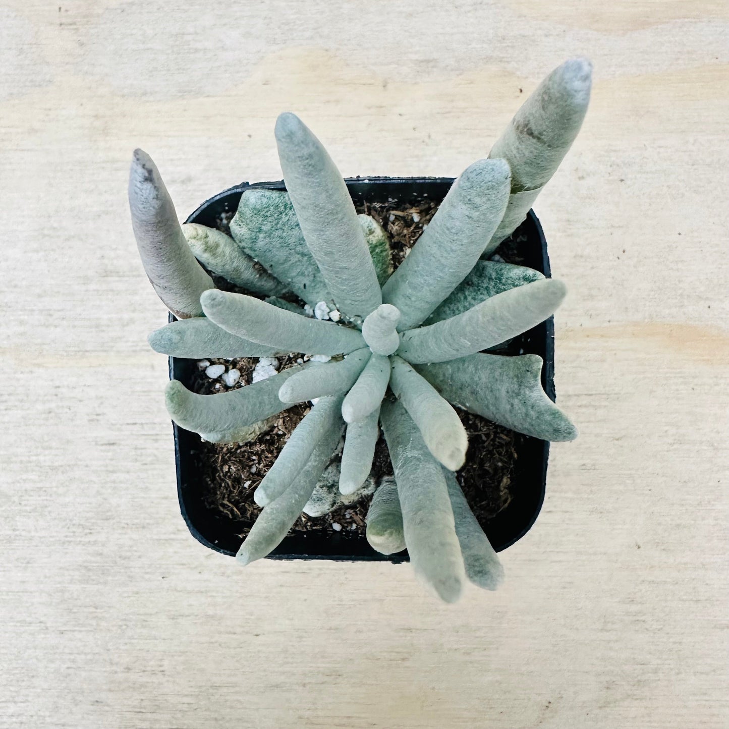 Senecio scaposus