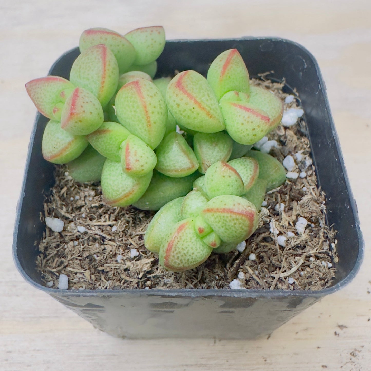 Crassula rupestris var. monticola