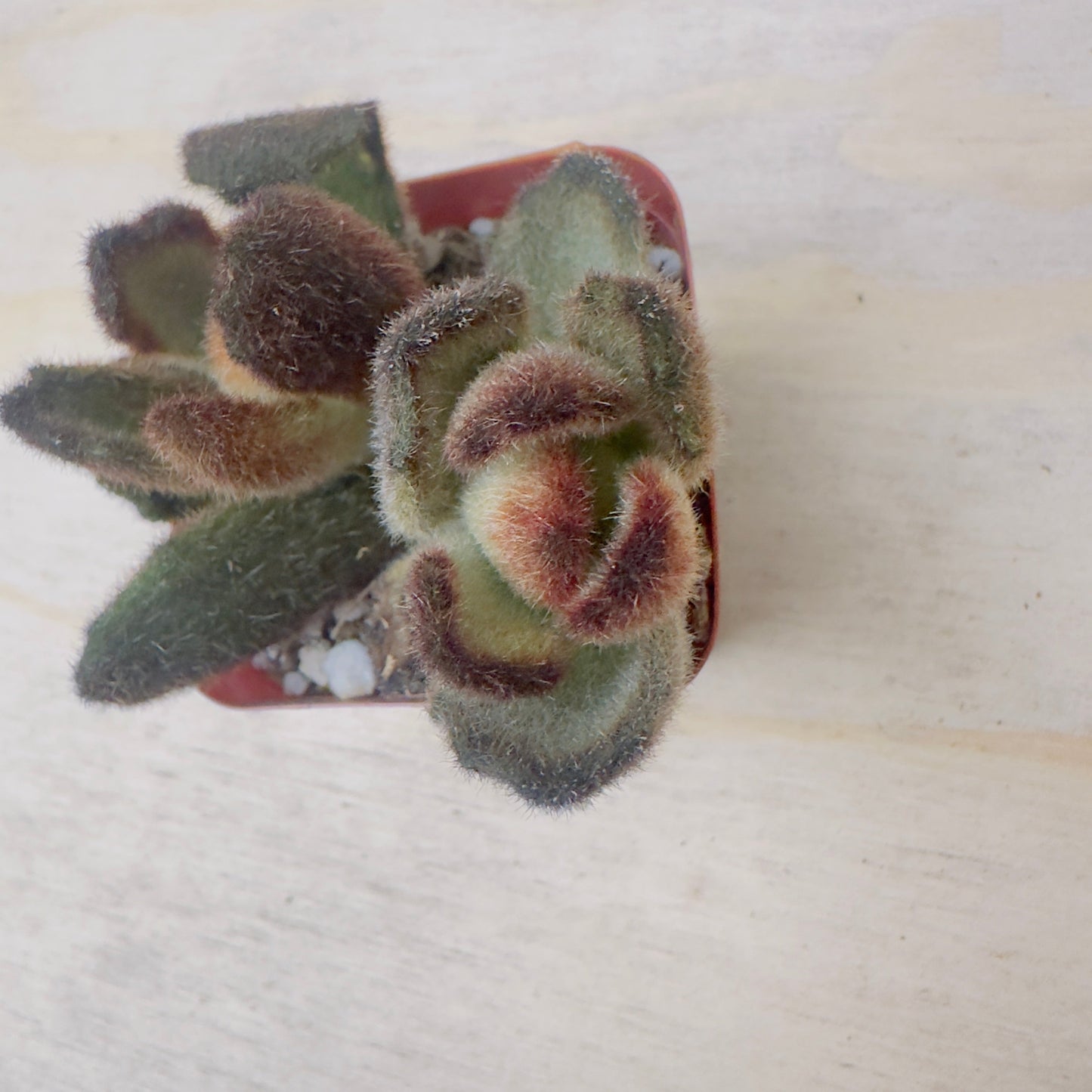 Kalanchoe tomentosa 'Teddy Bear'