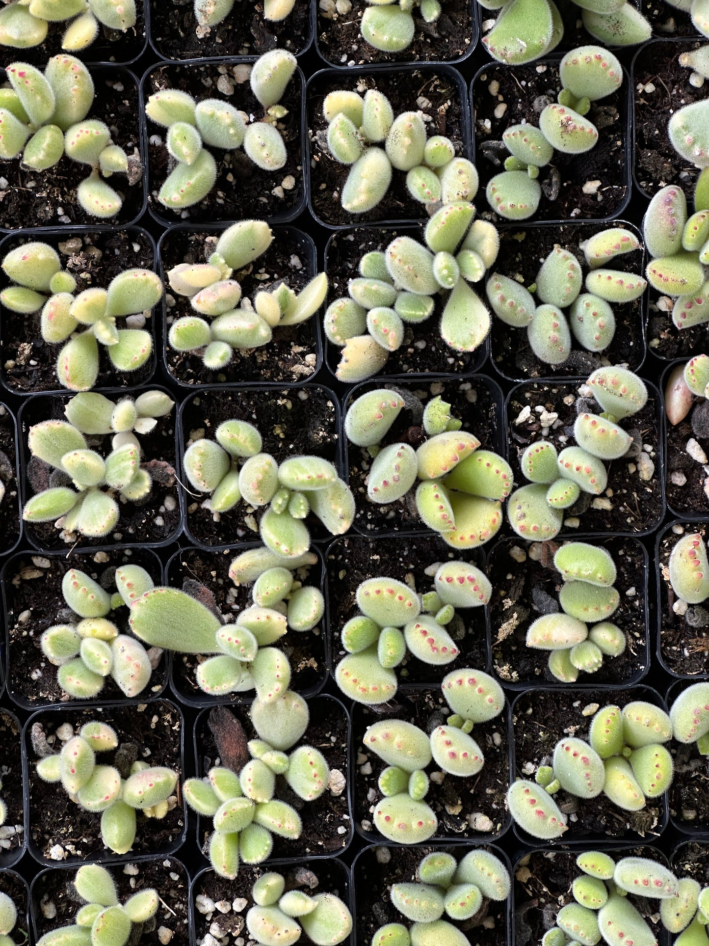 Cotyledon tomentosa - Bear's Paw