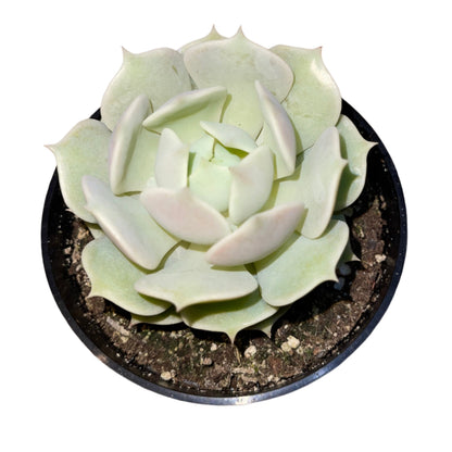 Echeveria - Lola