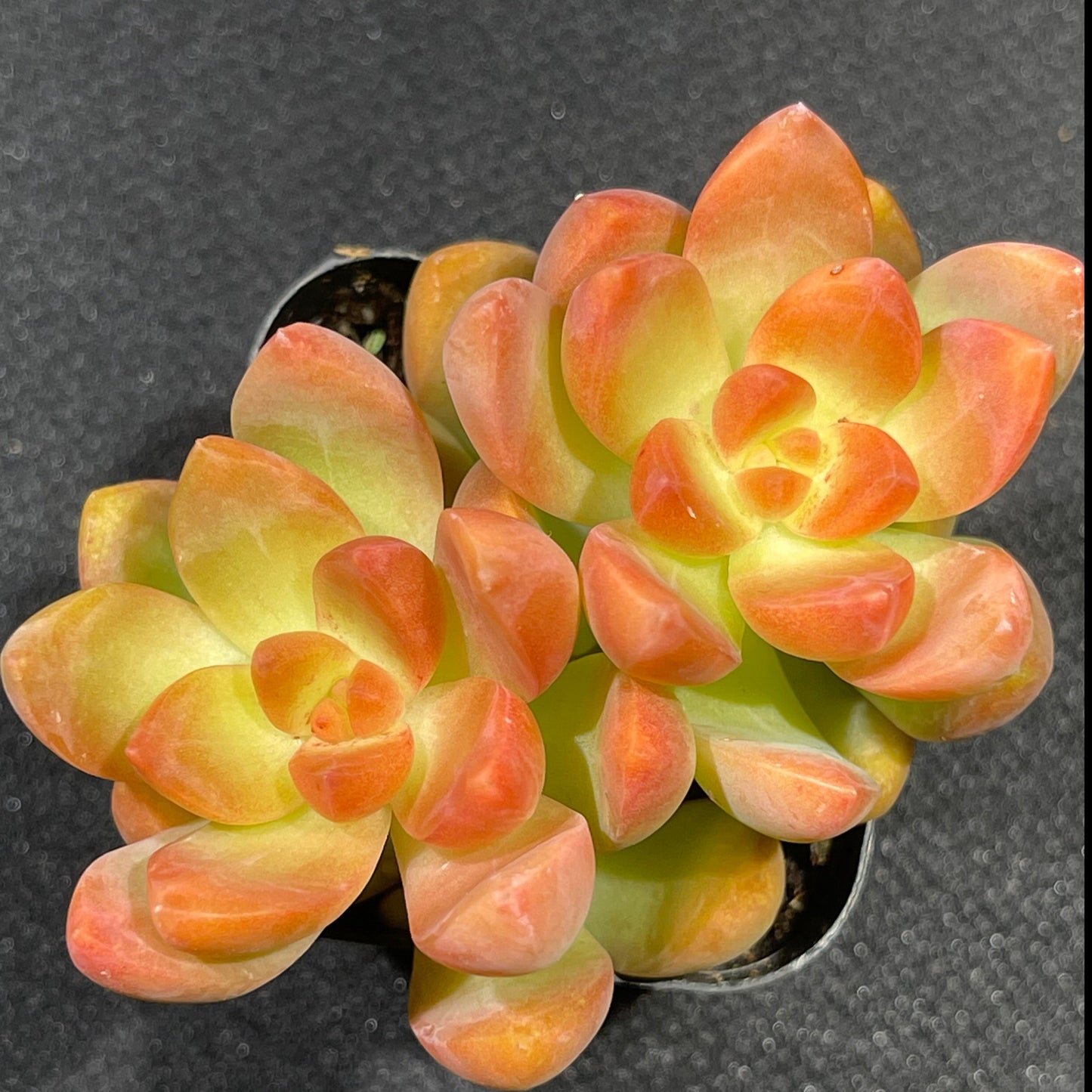 Sedum adolphi - Golden Glow