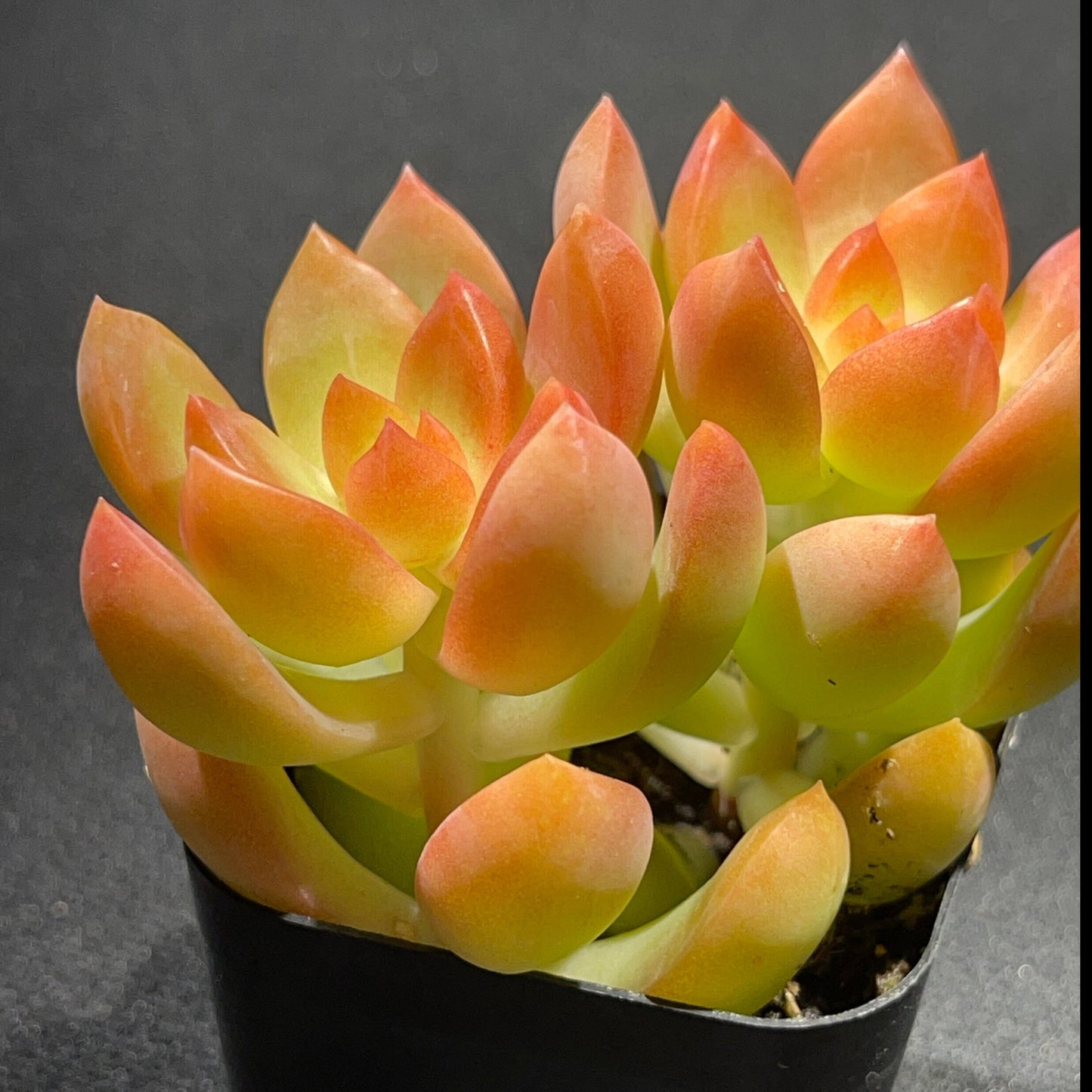 Sedum adolphi - Golden Glow