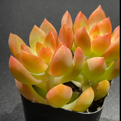 Sedum adolphi - Golden Glow