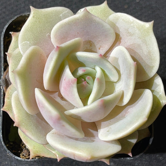 Echeveria - Lola