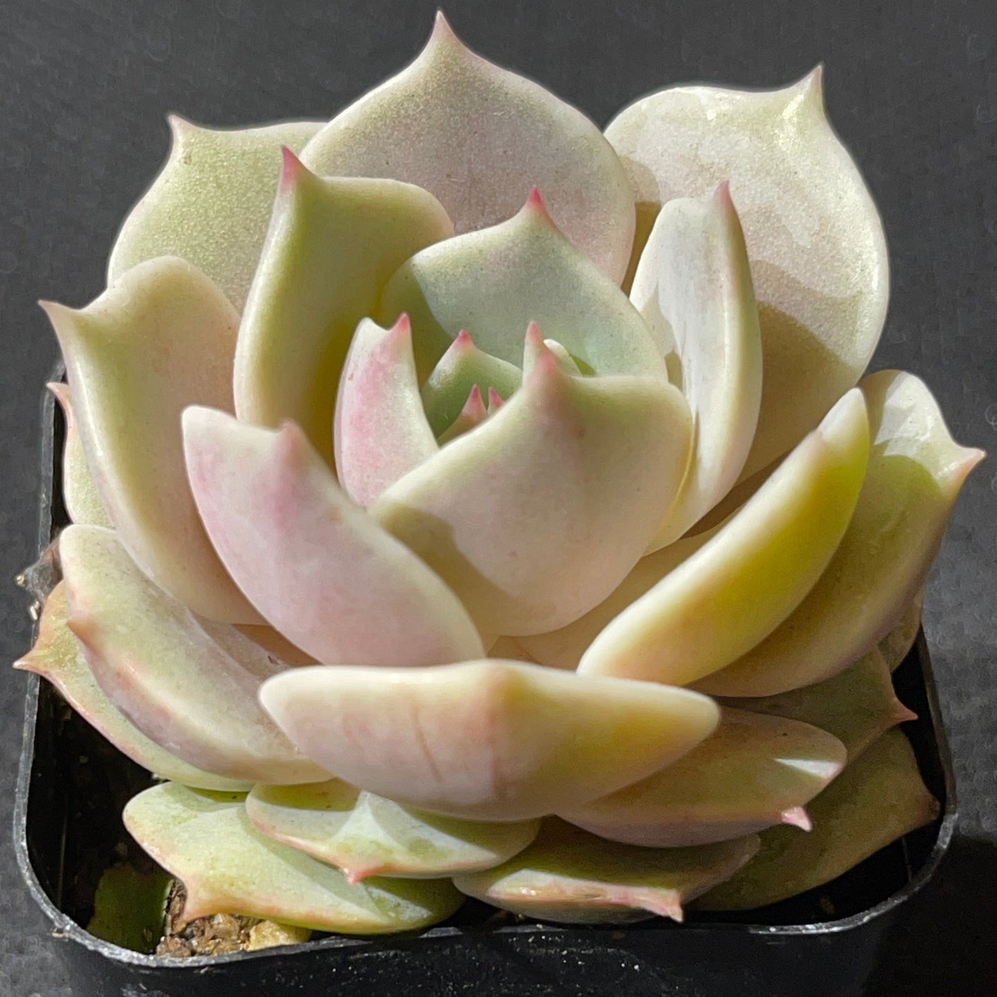 Echeveria - Lola