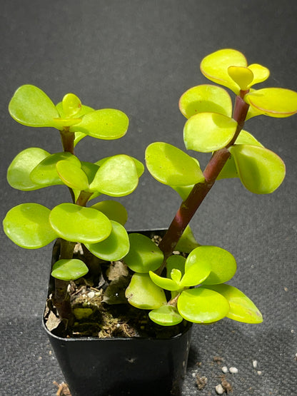 Portulacaria afra - Elephant Bush