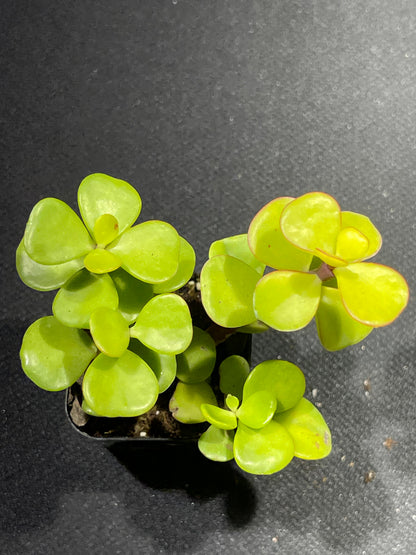 Portulacaria afra - Elephant Bush