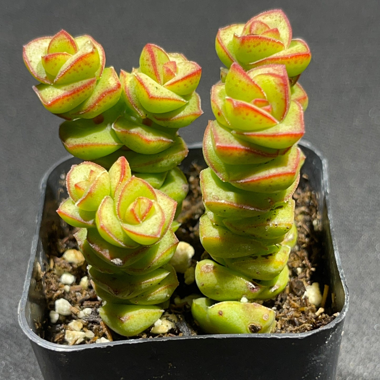 Crassula - Jade Necklace