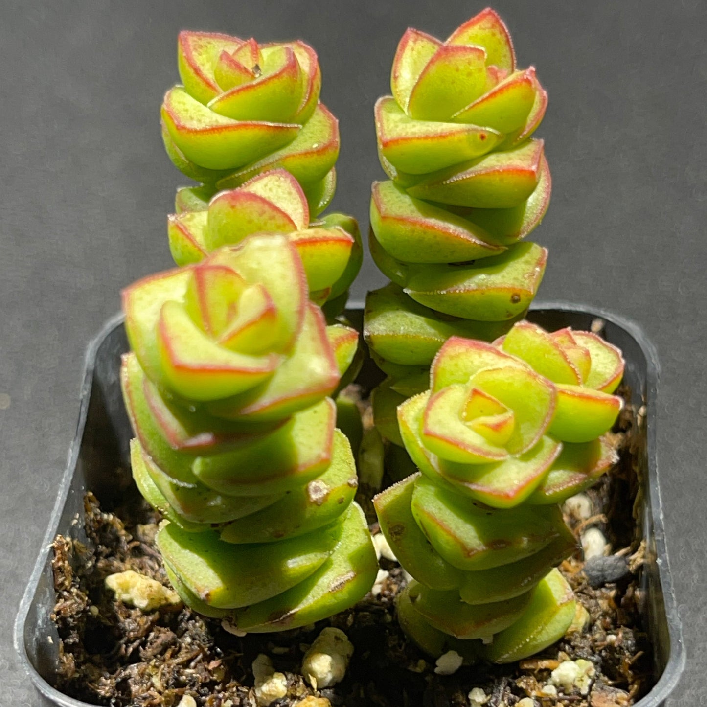 Crassula - Jade Necklace