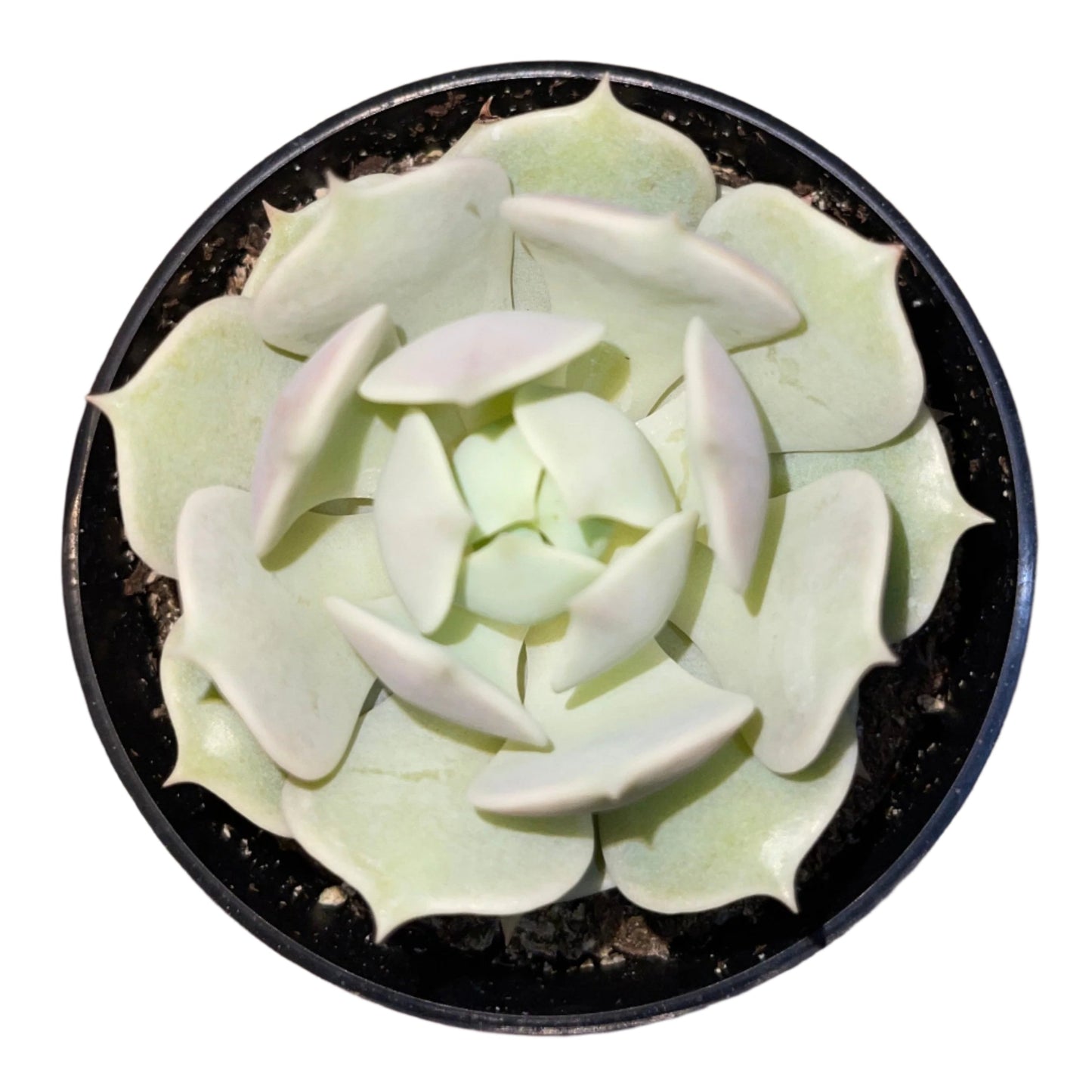 Echeveria - Lola