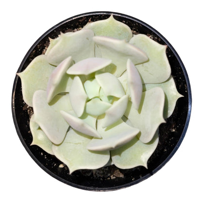 Echeveria - Lola