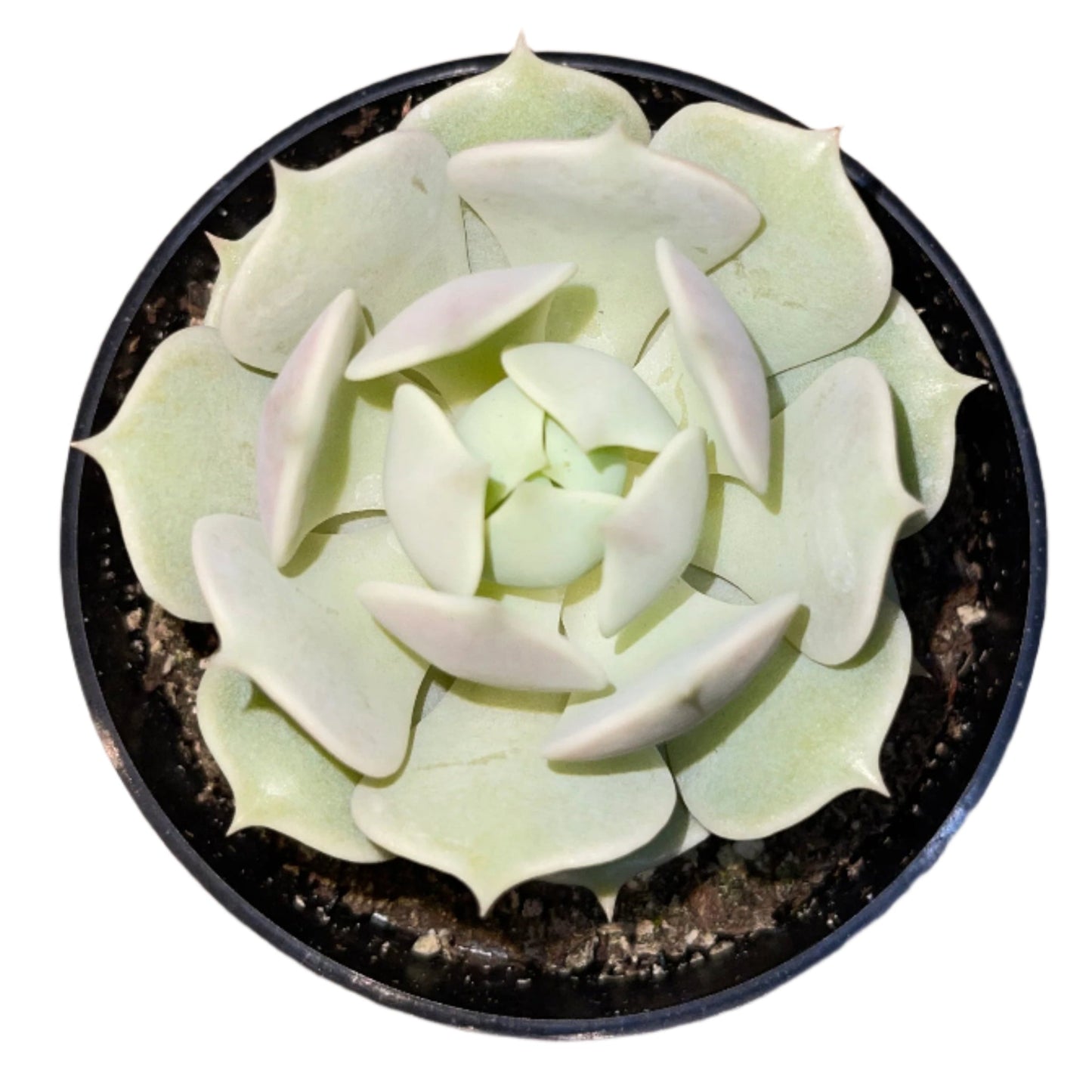 Echeveria - Lola