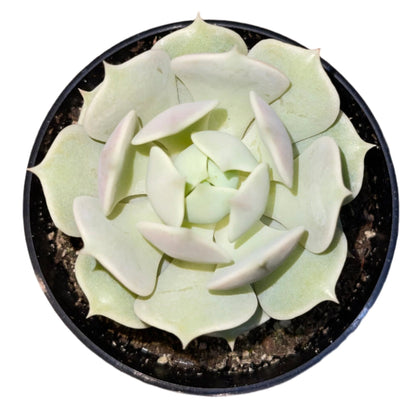 Echeveria - Lola
