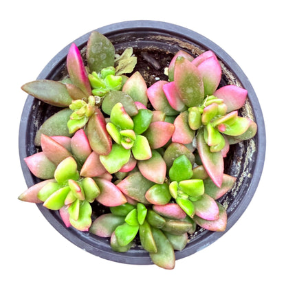 Anacampseros telephiastrum f. variegatum - Sunrise-SEAH