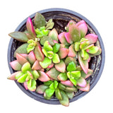 Anacampseros telephiastrum f. variegatum - Sunrise