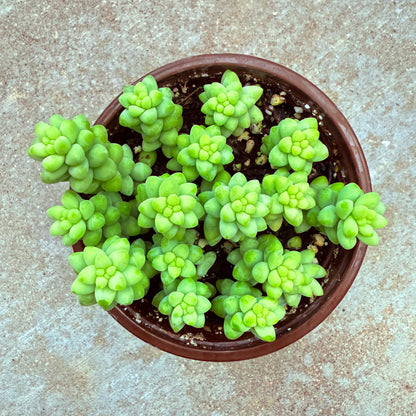 Sedum morganianum- Burrito