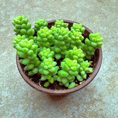 Sedum morganianum- Burrito