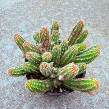Echinopsis Chamaecereus - Peanut Cactus