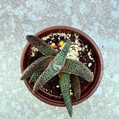 Gasteraloe - Royal Highness
