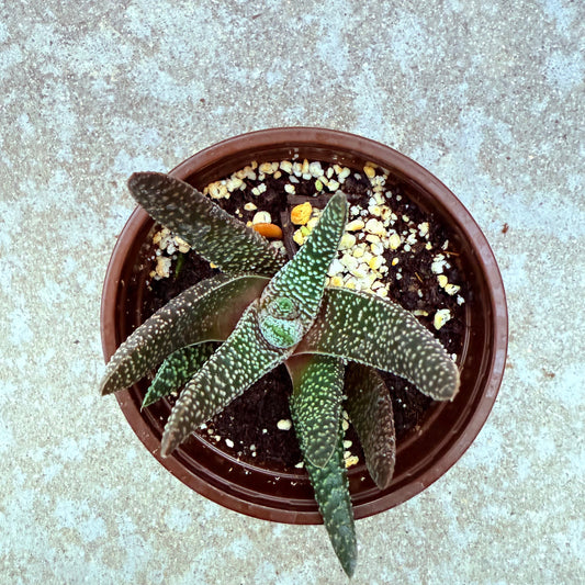 Gasteraloe - Royal Highness