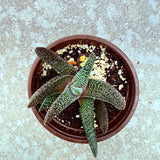 Gasteraloe - Royal Highness