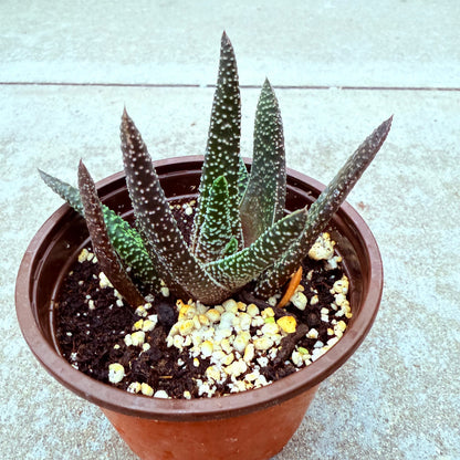 Gasteraloe - Royal Highness