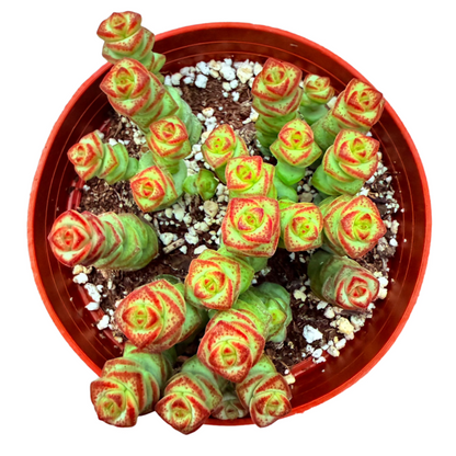Crassula - Jade Necklace