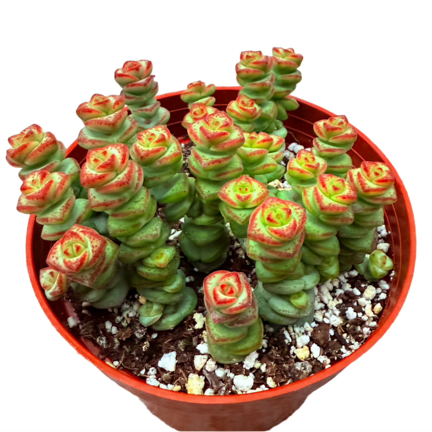 Crassula - Jade Necklace