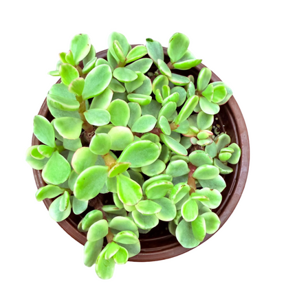 Portulacaria afra f. variegata - Rainbow Bush