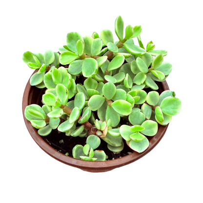 Portulacaria afra f. variegata - Rainbow Bush