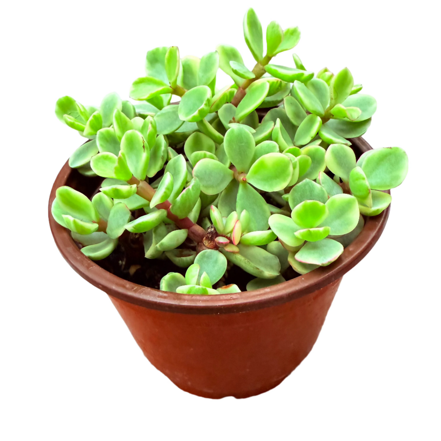 Portulacaria afra f. variegata - Rainbow Bush