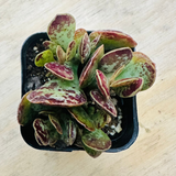 Adromischus maculatus