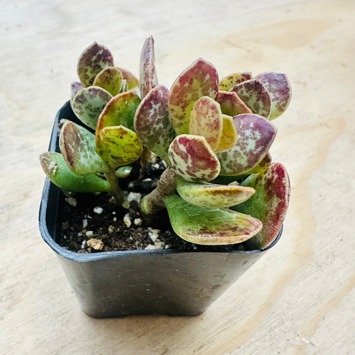 Adromischus maculatus
