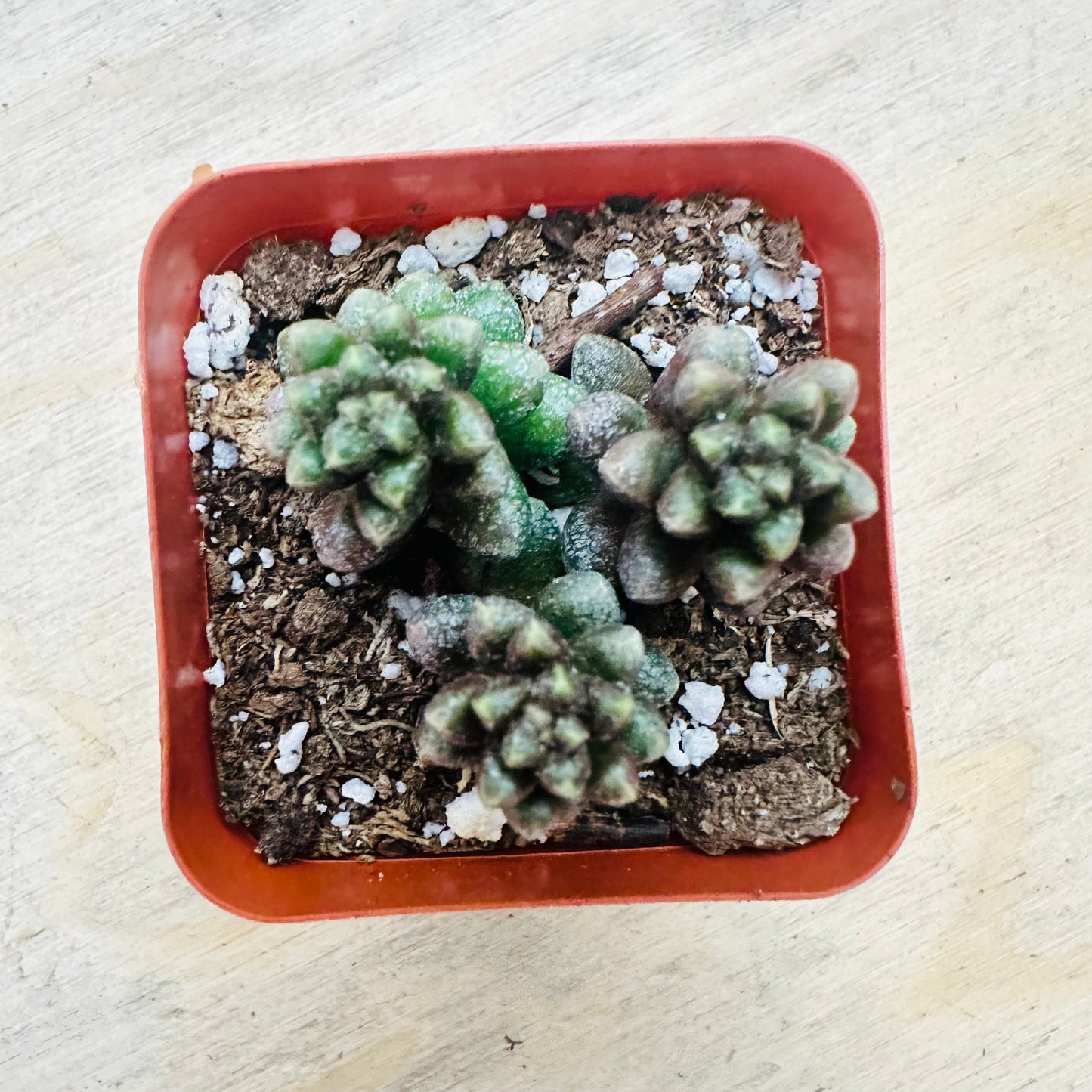Sedum furfuraceum - Bonsai Sedum