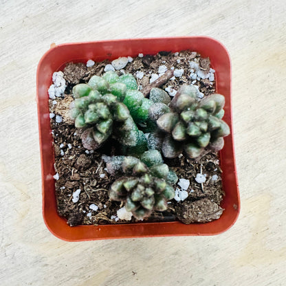 Sedum furfuraceum - Bonsai Sedum