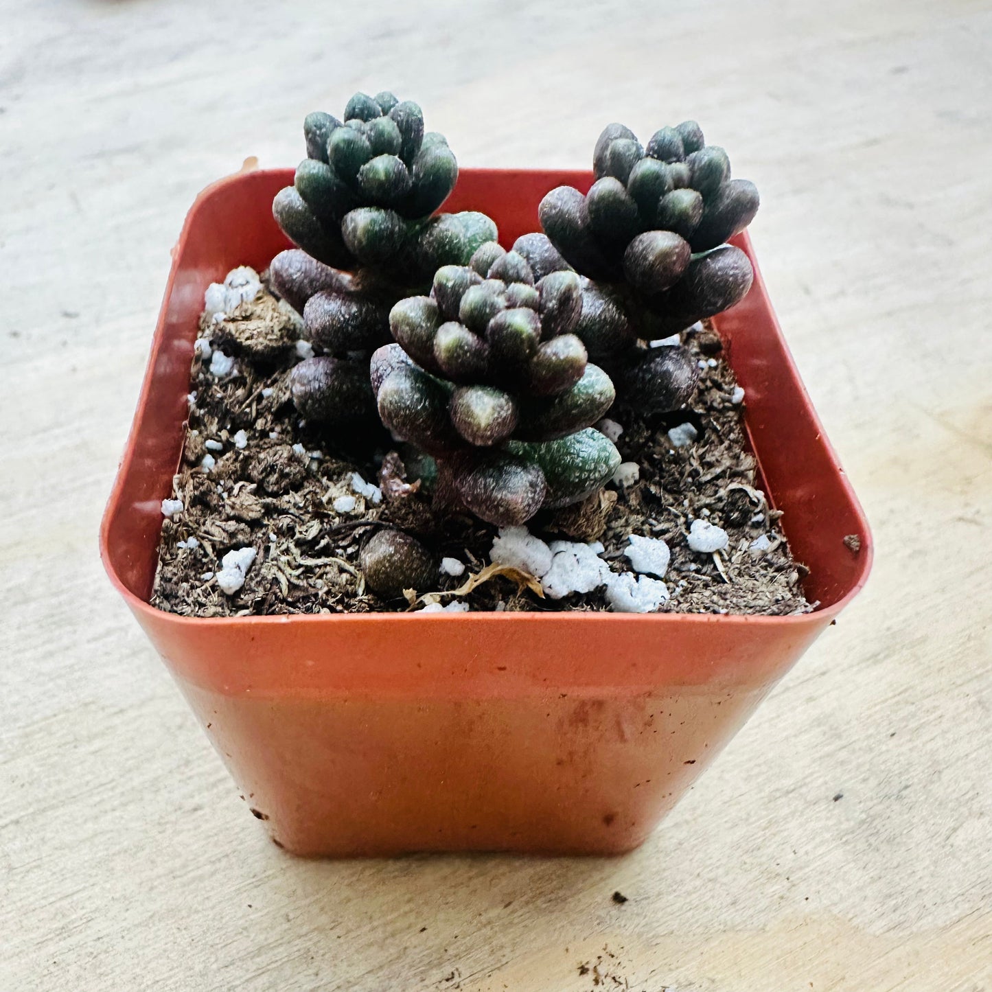 Sedum furfuraceum - Bonsai Sedum