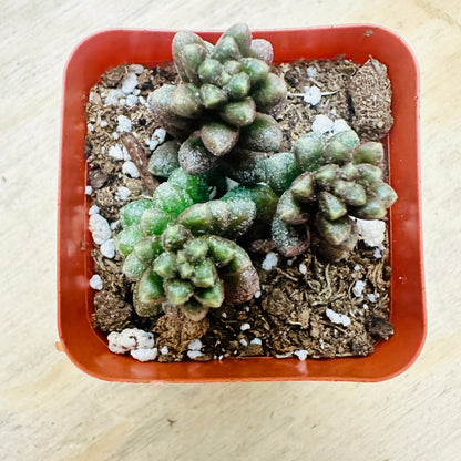 Sedum furfuraceum - Bonsai Sedum
