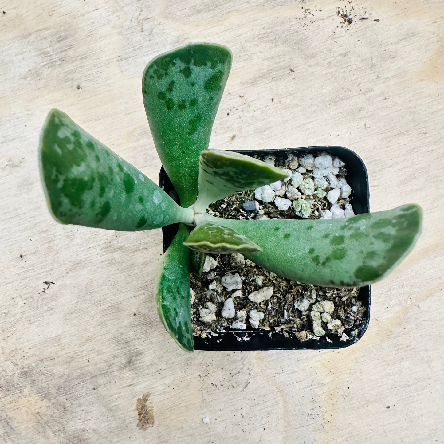 Adromischus cooperi - Plover Eggs