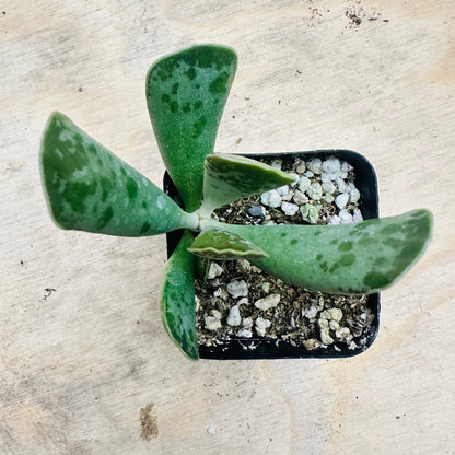 Adromischus cooperi - Plover Eggs