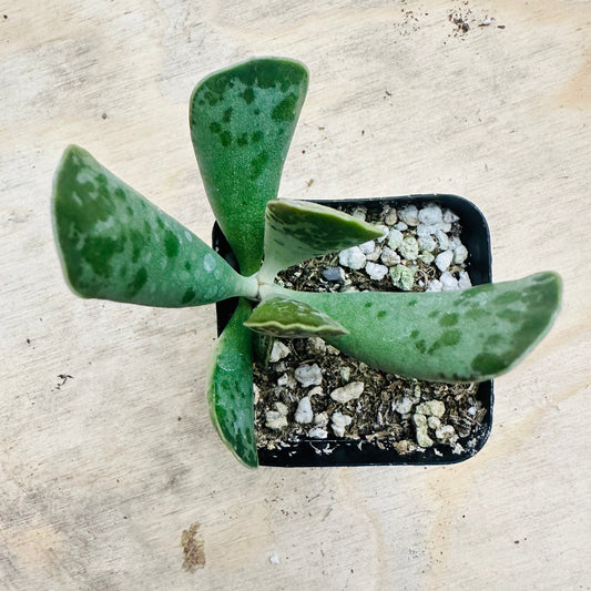 Adromischus cooperi - Plover Eggs