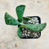 Adromischus cooperi - Plover Eggs