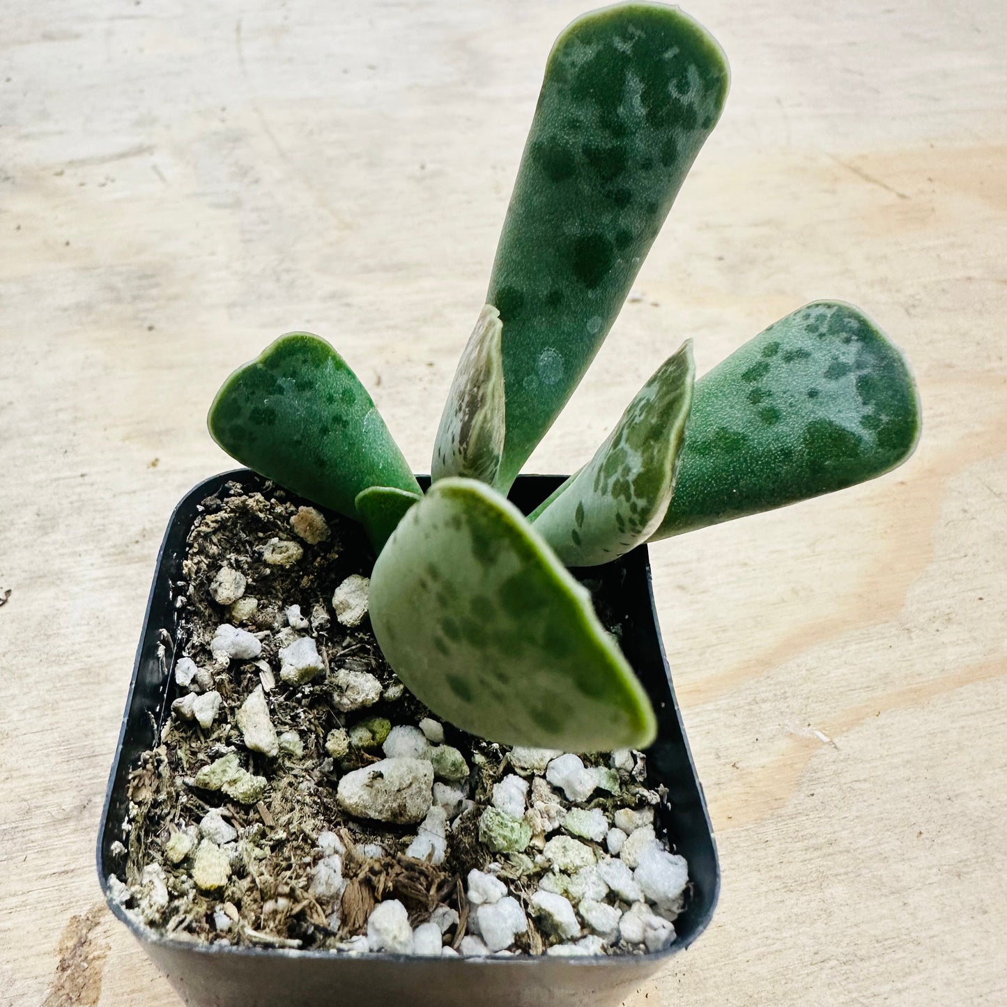 Adromischus cooperi - Plover Eggs