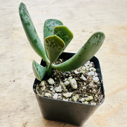 Adromischus cooperi - Plover Eggs